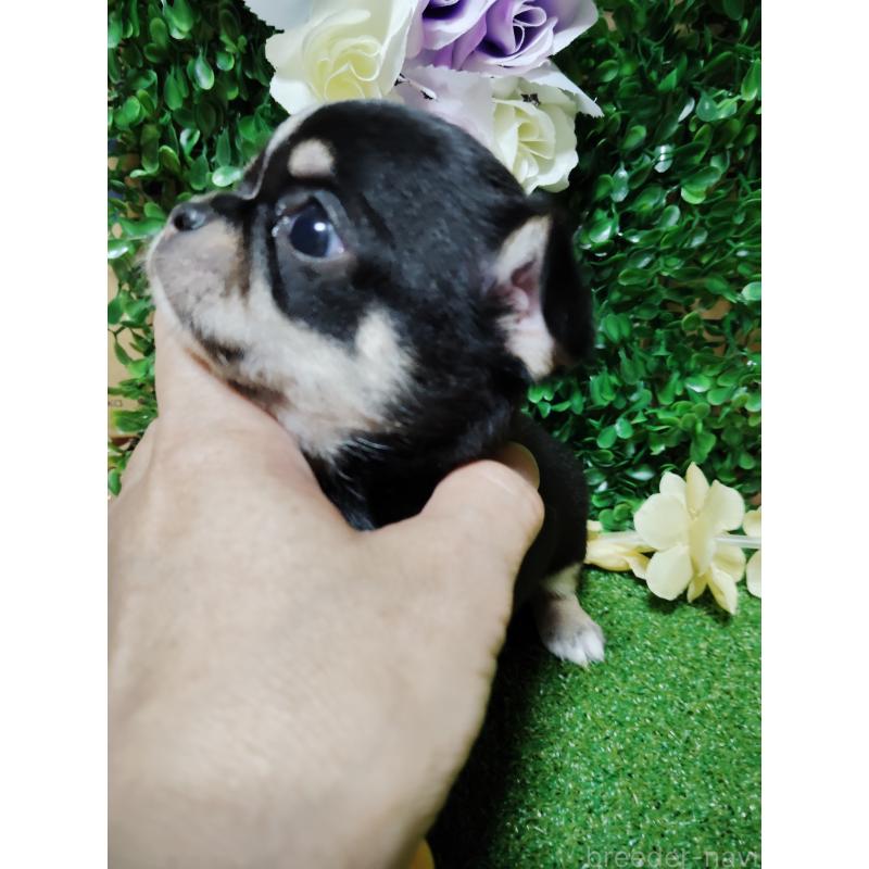 商談中の静岡県のチワワ(スムースコート)-447061の14枚目