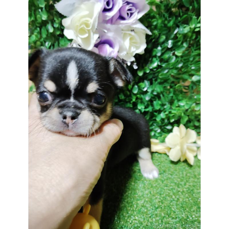 商談中の静岡県のチワワ(スムースコート)-447061の13枚目