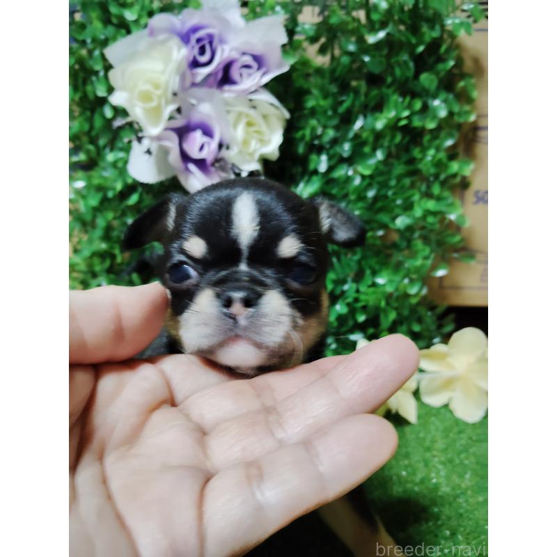 商談中の静岡県のチワワ(スムースコート)-447061の12枚目