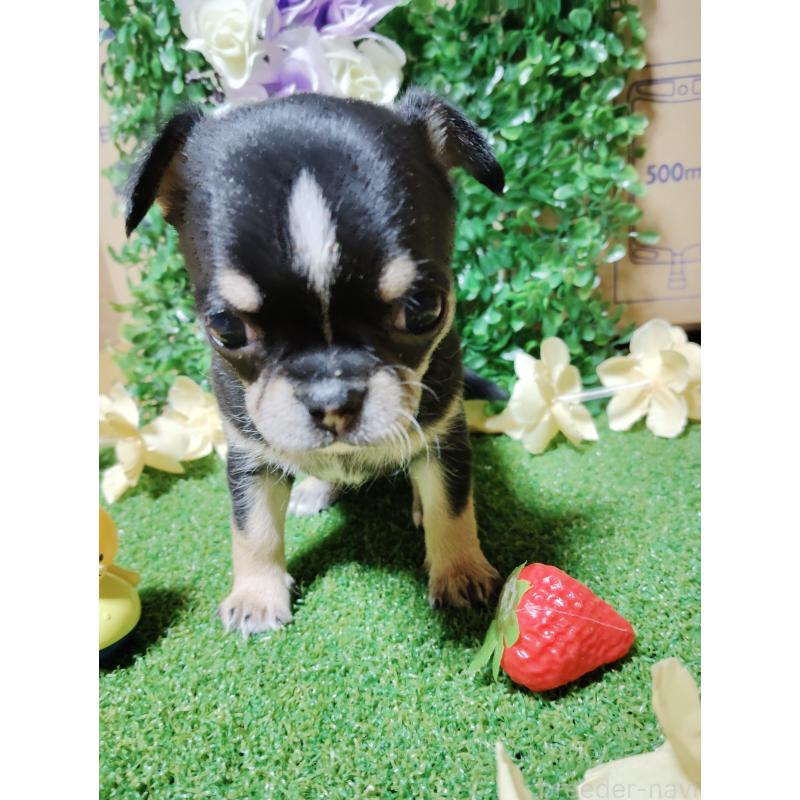 商談中の静岡県のチワワ(スムースコート)-447061の11枚目