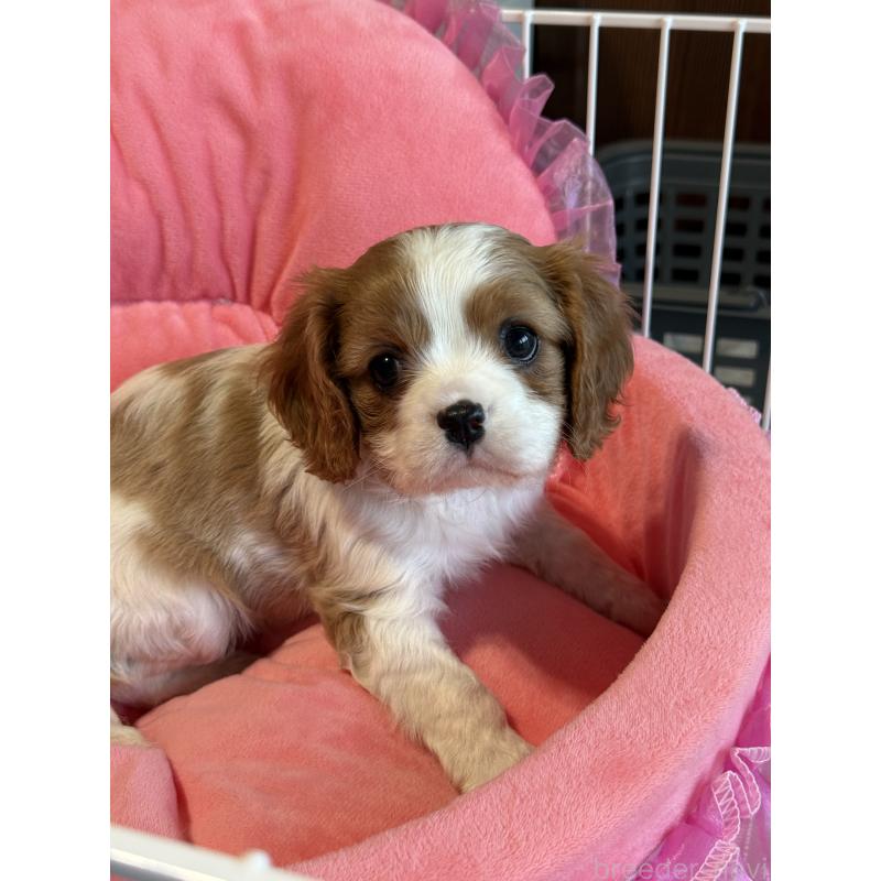 販売中の茨城県のキャバリアキングチャールズスパニエル-446281の7枚目