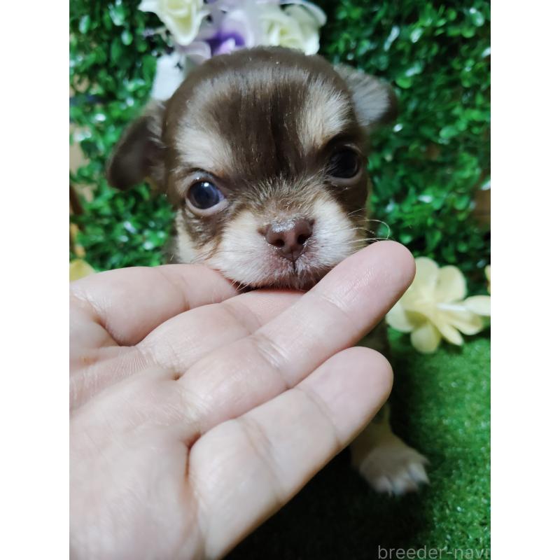 商談中の静岡県のチワワ(ロングコート)-447064の23枚目