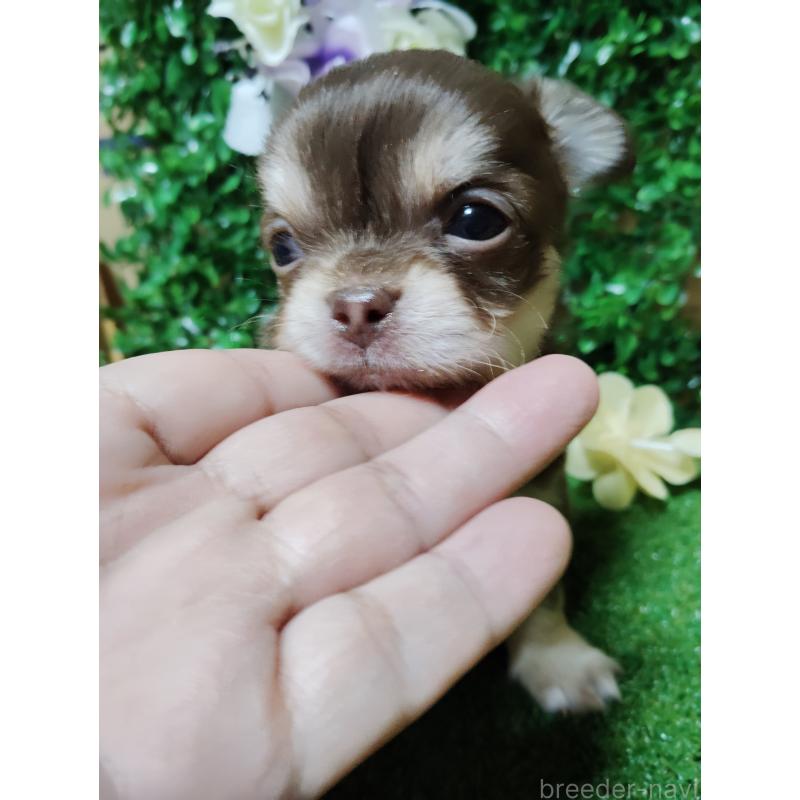 商談中の静岡県のチワワ(ロングコート)-447064の22枚目