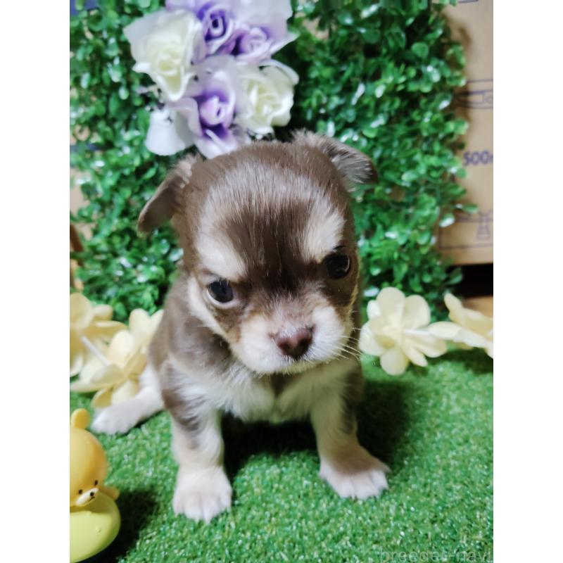 商談中の静岡県のチワワ(ロングコート)-447064の21枚目