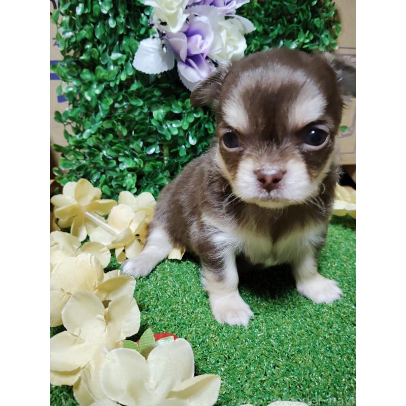 商談中の静岡県のチワワ(ロングコート)-447064の20枚目