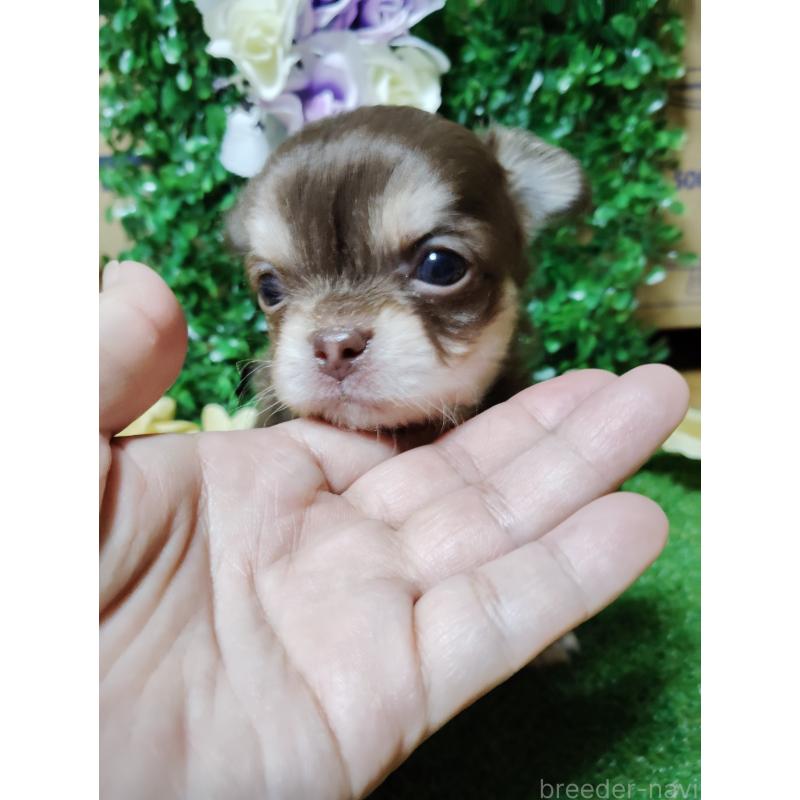 商談中の静岡県のチワワ(ロングコート)-447064の19枚目