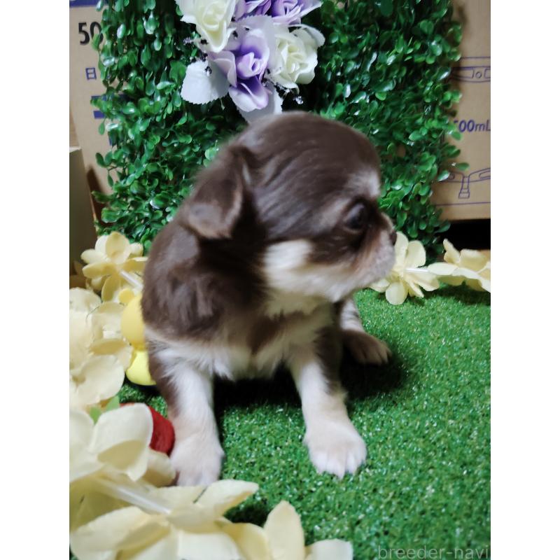 商談中の静岡県のチワワ(ロングコート)-447064の18枚目