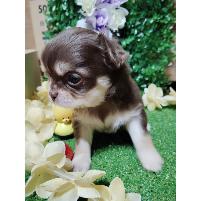 商談中の静岡県のチワワ(ロングコート)-447064の17枚目