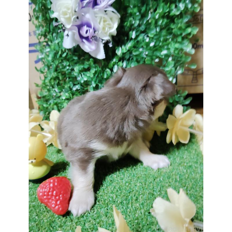 商談中の静岡県のチワワ(ロングコート)-447064の16枚目