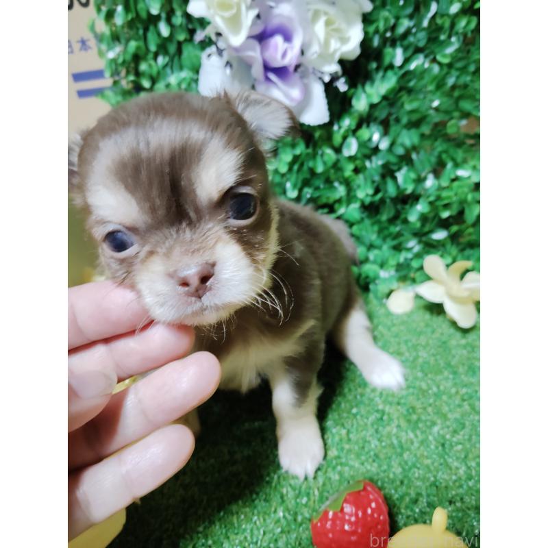 商談中の静岡県のチワワ(ロングコート)-447064の14枚目