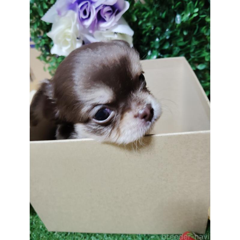 商談中の静岡県のチワワ(ロングコート)-447064の13枚目