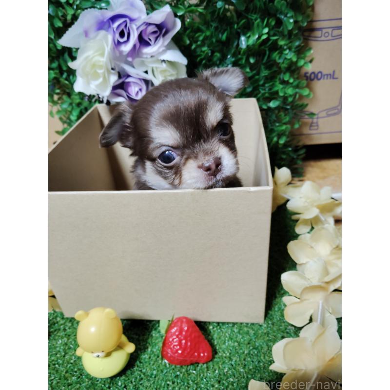 商談中の静岡県のチワワ(ロングコート)-447064の12枚目