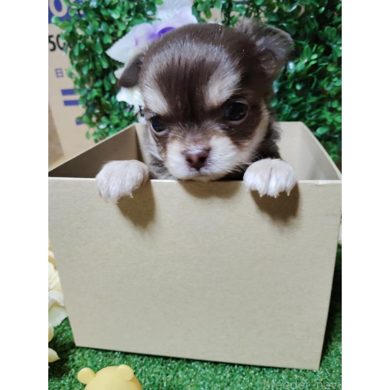 商談中の静岡県のチワワ(ロングコート)-447064の11枚目