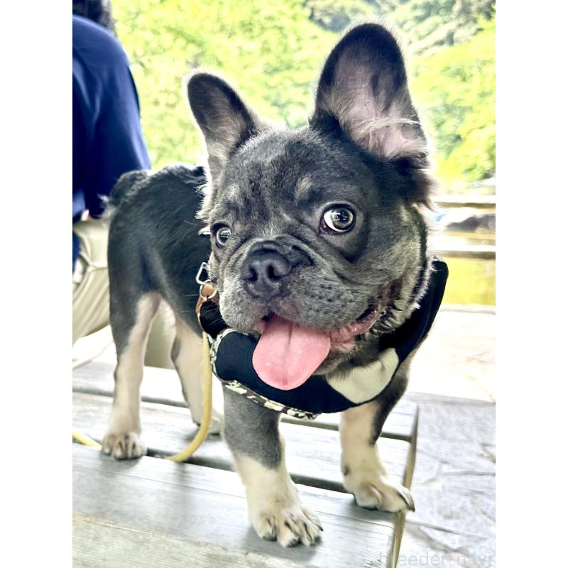 西園真知子ブリーダーの詳細