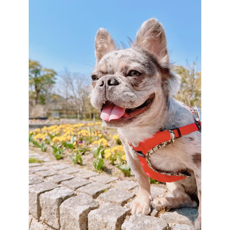 西園真知子ブリーダーの詳細