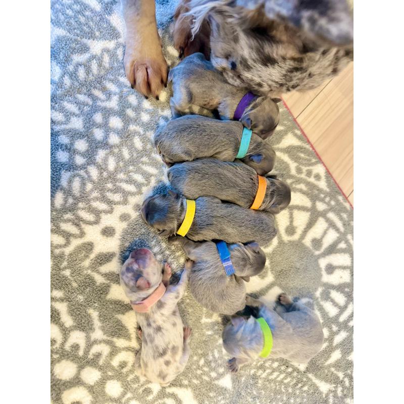 西園真知子ブリーダーの詳細