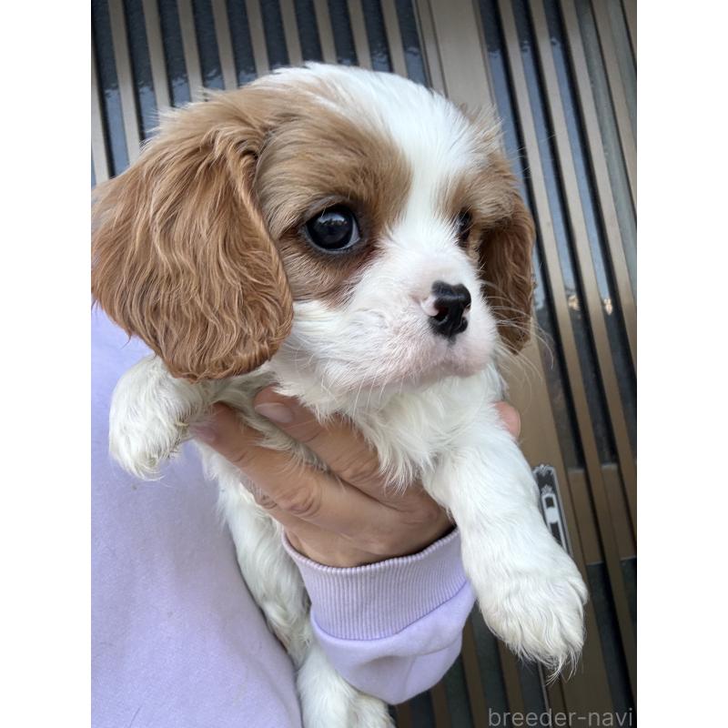 成約済の茨城県のキャバリアキングチャールズスパニエル-447478の2枚目