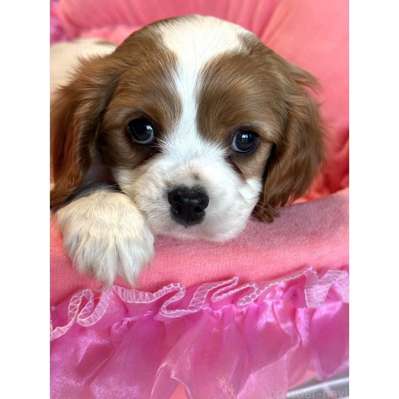 販売中の茨城県のキャバリアキングチャールズスパニエル-442255の2枚目