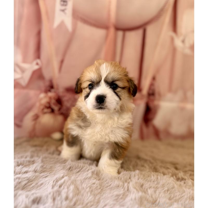 商談中の千葉県のウェルシュコーギーペンブローク-447521の11枚目