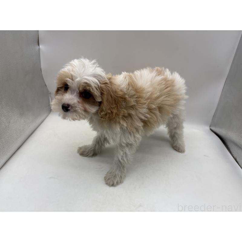 販売中の東京都のキャバプー:キャバリア×トイプードル-445629の3枚目