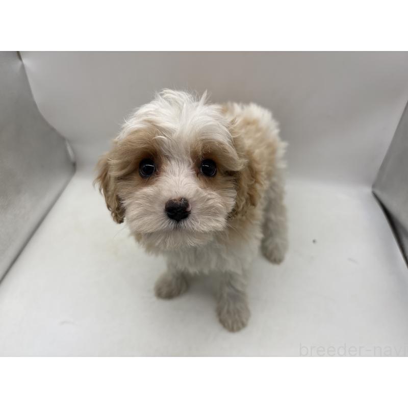 販売中の東京都のキャバプー:キャバリア×トイプードル-445629の2枚目