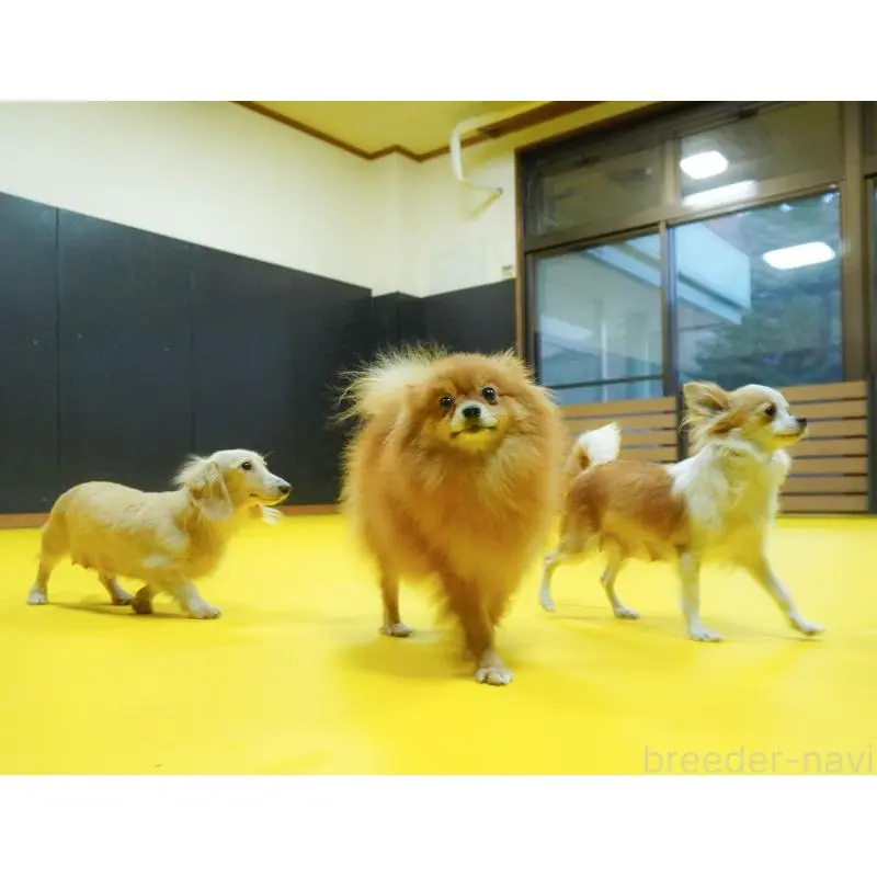 販売中の群馬県のタイニープードル-451453の13枚目