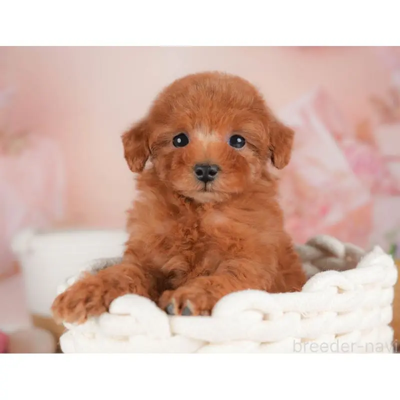 販売中の群馬県のタイニープードル-451453の9枚目