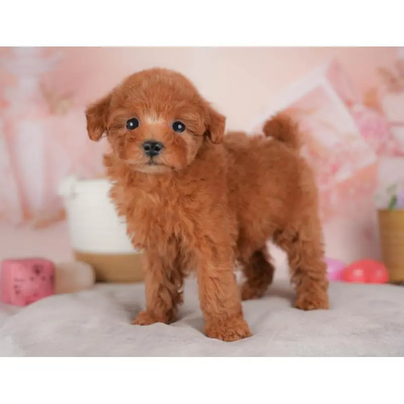 販売中の群馬県のタイニープードル-451453の7枚目