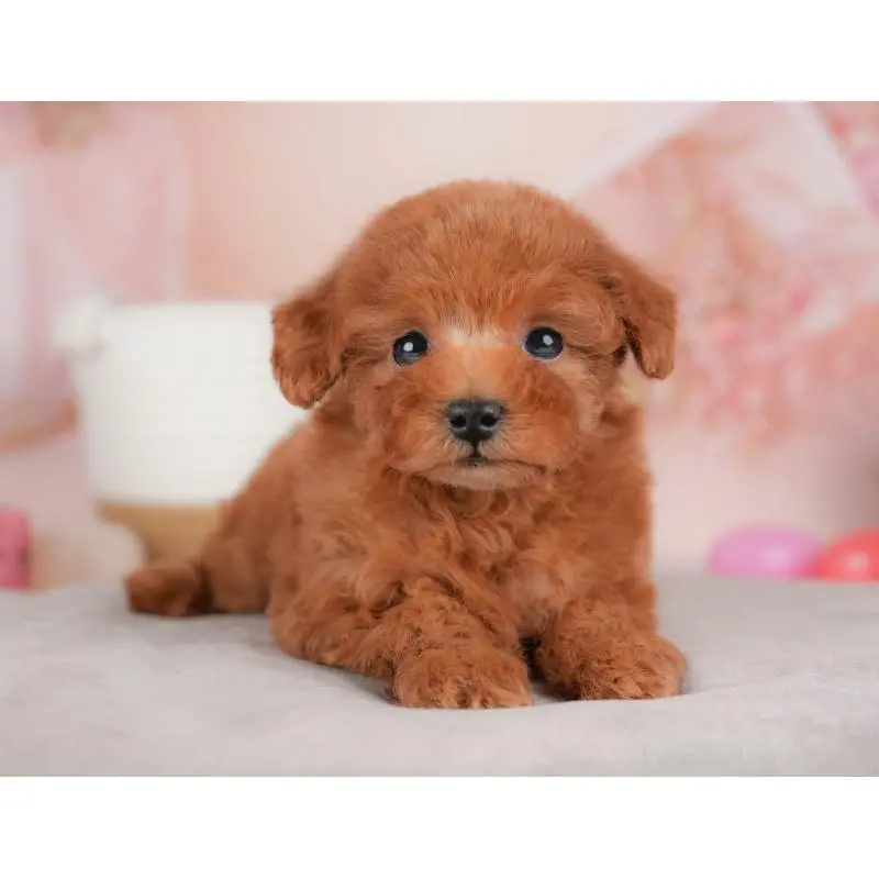 販売中の群馬県のタイニープードル-451453の6枚目