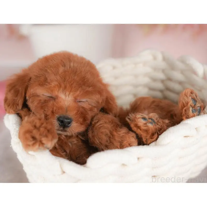 販売中の群馬県のタイニープードル-451453の5枚目