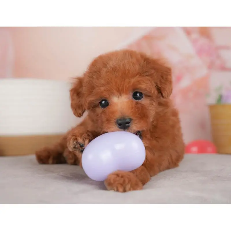 販売中の群馬県のタイニープードル-451453の4枚目