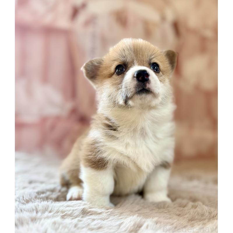 販売中の千葉県のウェルシュコーギーペンブローク-447522の11枚目