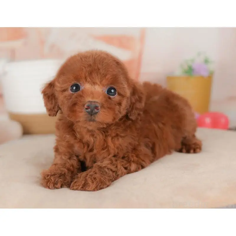 販売中の群馬県のトイプードル-451451の9枚目