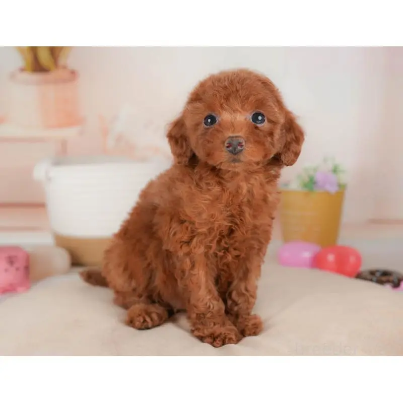 販売中の群馬県のトイプードル-451451の6枚目