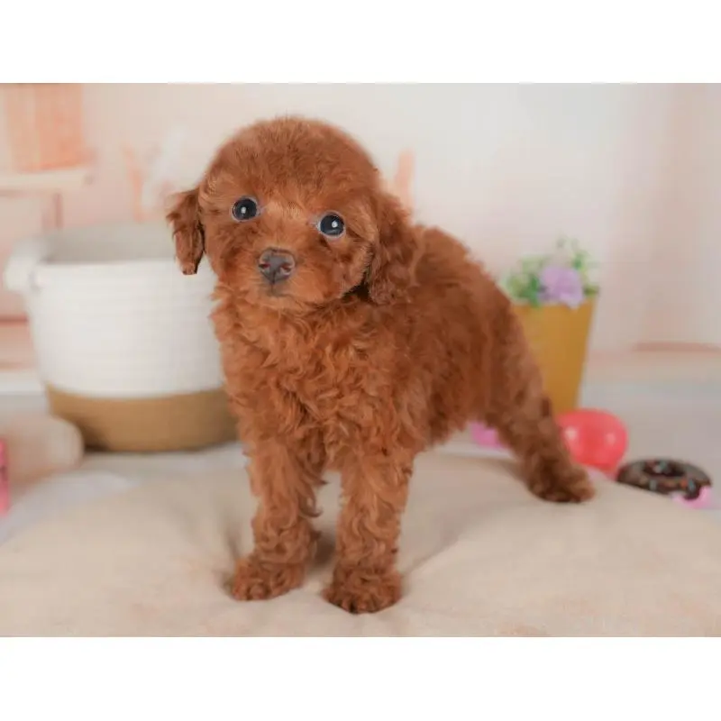 販売中の群馬県のトイプードル-451451の4枚目