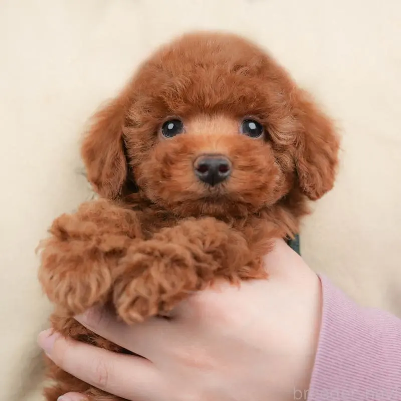 販売中の群馬県のトイプードル-451449