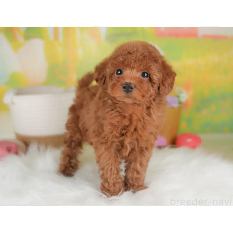 販売中の群馬県のトイプードル-451449の8枚目