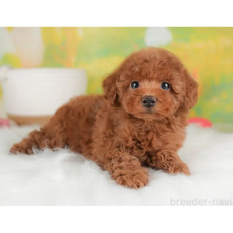 販売中の群馬県のトイプードル-451449の5枚目