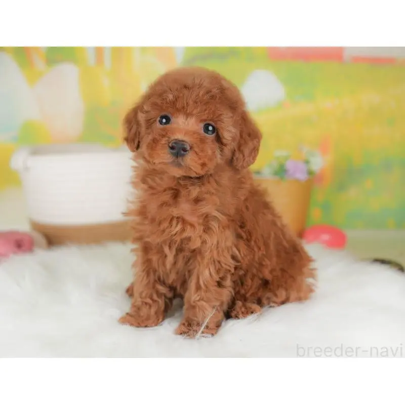 販売中の群馬県のトイプードル-451449の4枚目