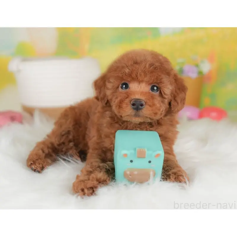 販売中の群馬県のトイプードル-451449の3枚目