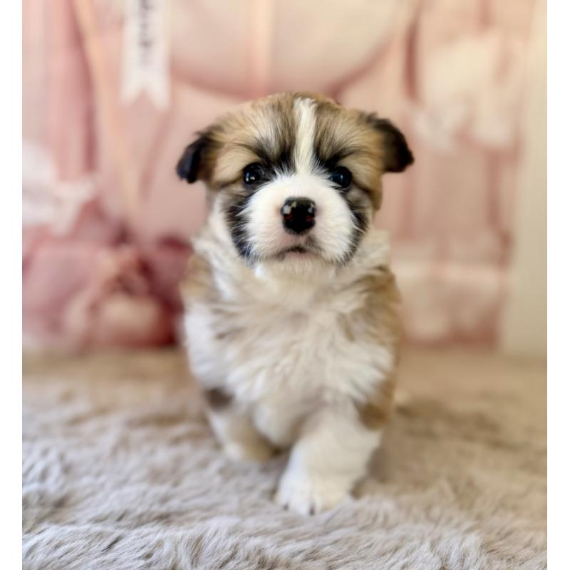 商談中の千葉県のウェルシュコーギーペンブローク-447520の14枚目