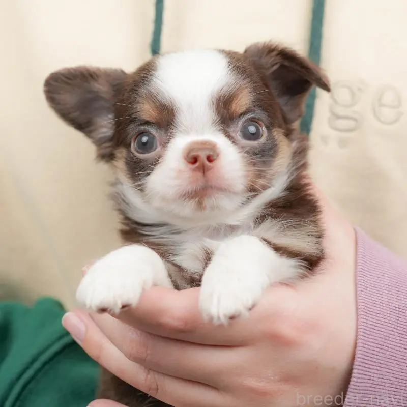 販売中の群馬県のチワワ(ロングコート)-451446