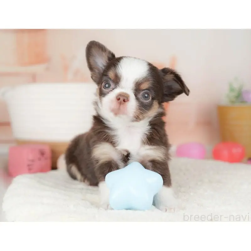 販売中の群馬県のチワワ(ロングコート)-451446の9枚目