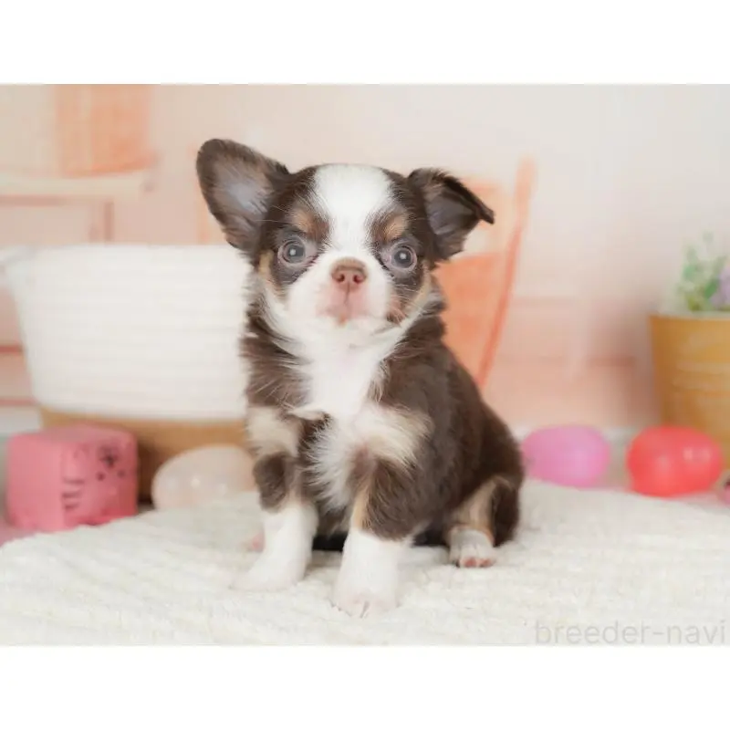 販売中の群馬県のチワワ(ロングコート)-451446の7枚目