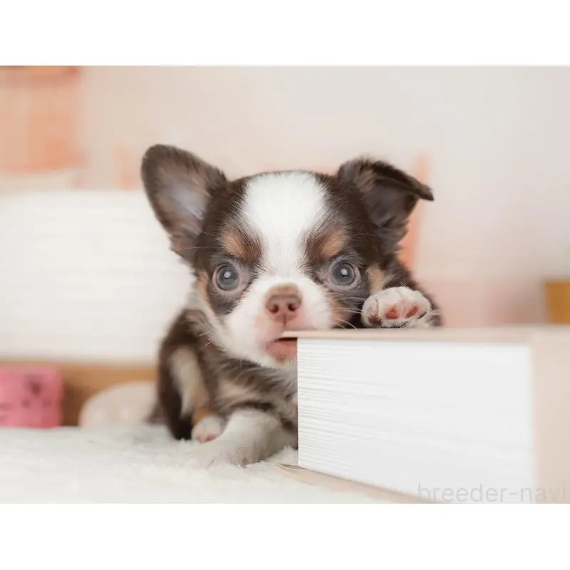 販売中の群馬県のチワワ(ロングコート)-451446の6枚目