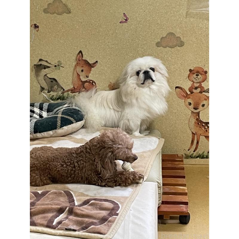 犬舎紹介の石川県の犬舎紹介-4874の4枚目