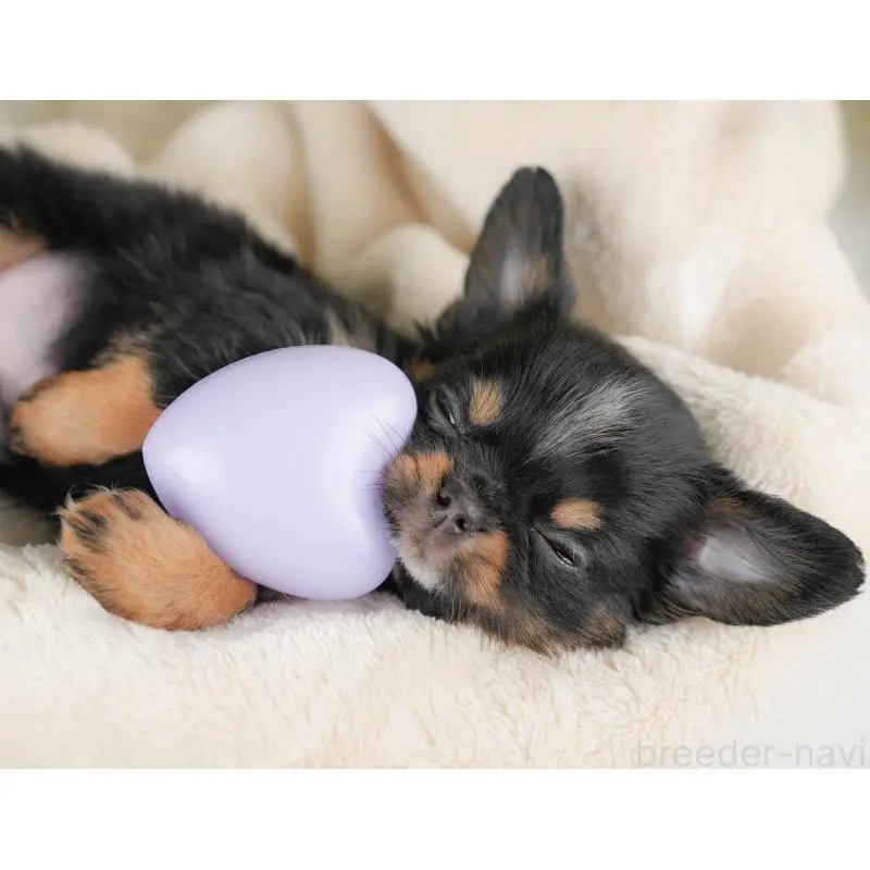 販売中の群馬県のチワワ(ロングコート)-451443の5枚目