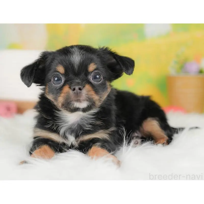 販売中の群馬県のチワワ(ロングコート)-451443の4枚目