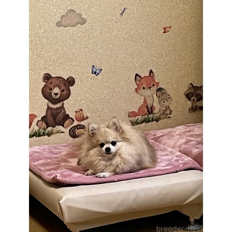 犬舎紹介の石川県の犬舎紹介-4874の3枚目