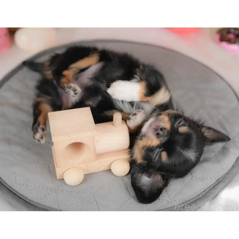 販売中の群馬県のチワワ(ロングコート)-451442の6枚目